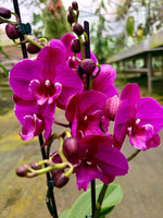 Carica l'immagine nel visualizzatore Galleria, Phalaenopsis Tying Shin Black Bear - Big Lip