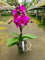 Carica l'immagine nel visualizzatore Galleria, Phalaenopsis Tying Shin Black Bear - Big Lip