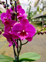 Carica l'immagine nel visualizzatore Galleria, Phalaenopsis Tying Shin Black Bear - Big Lip