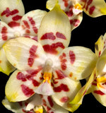 Carica l'immagine nel visualizzatore Galleria, Phalaenopsis Yaphon Gelacea