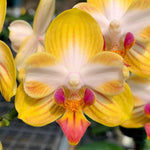 Carica l'immagine nel visualizzatore Galleria, Phalaenopsis Yen Shuai Sweet Girl 'Promise' (peloric)
