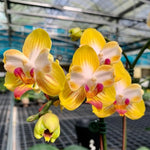 Carica l'immagine nel visualizzatore Galleria, Phalaenopsis Yen Shuai Sweet Girl 'Promise' (peloric)