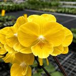 Carica l'immagine nel visualizzatore Galleria, Phalaenopsis Younghome Lemon Yellow - Big Lip