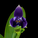 Carica l'immagine nel visualizzatore Galleria, Phalaenopsis violacea var. indigo (3-lips)