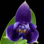 Carica l'immagine nel visualizzatore Galleria, Phalaenopsis violacea var. indigo (3-lips)