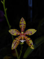 Carica l'immagine nel visualizzatore Galleria, Phalaenopsis Doris Blomquist (amboinensis × pantherina)