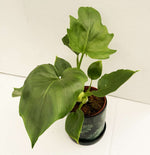 Carica l'immagine nel visualizzatore Galleria, Philodendron warszewiczii