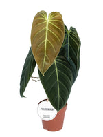 Carica l'immagine nel visualizzatore Galleria, Philodendron melanochrysum
