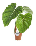 Carica l'immagine nel visualizzatore Galleria, Philodendron pastazanum