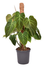 Carica l'immagine nel visualizzatore Galleria, Philodendron Splendid (Melanochrysum x Verrucosum)