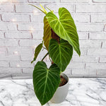 Carica l'immagine nel visualizzatore Galleria, Philodendron Splendid (Melanochrysum x Verrucosum)