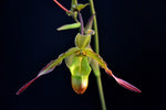 Carica l'immagine nel visualizzatore Galleria, Phragmipedium Sorcerer's Apprentice