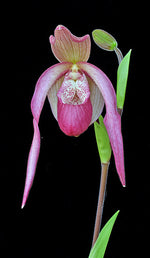 Carica l'immagine nel visualizzatore Galleria, Phragmipedium schroderae
