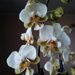 Carica l'immagine nel visualizzatore Galleria, Phalaenopsis Brother Pico Chip (Petite Pink × stuartiana)