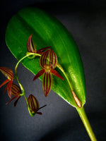 Carica l'immagine nel visualizzatore Galleria, Pleurothallis secunda