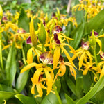 Carica l'immagine nel visualizzatore Galleria, Encyclia vitellina x cochleata