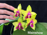 Carica l'immagine nel visualizzatore Galleria, Phalaenopsis KS Happy Eagle 'Super'