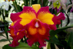 Carica l'immagine nel visualizzatore Galleria, Rhyncholaeliocattleya Lai Ching-Te