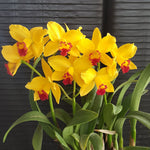 Carica l'immagine nel visualizzatore Galleria, Rhyncholaeliocattleya (Morning Call x Chianhao Beauty) 'Little Sweetheart'