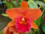 Carica l'immagine nel visualizzatore Galleria, Rhyncholaeliocattleya Tzeng-Wen Sunset 'Orange'