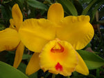 Carica l'immagine nel visualizzatore Galleria, Rhyncholaeliocattleya Village Chief Headache 'Golden Baby'