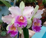 Carica l'immagine nel visualizzatore Galleria, Rhyncholaeliocattleya Pink Diamond 'Yenrudee'
