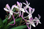 Carica l'immagine nel visualizzatore Galleria, Neofinetia falcata 'Rashakoryu' 나사홍룡 羅紗紅龍