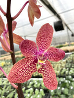 Carica l'immagine nel visualizzatore Galleria, Ren. Kalsom x Phal. (Taisuco Desirous x Taiwan Diamond)