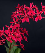 Carica l'immagine nel visualizzatore Galleria, Renanthera Gerald Tan (Ren. Singapore Boy x Ren. Datin Blanche Olbery)