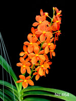 Carica l'immagine nel visualizzatore Galleria, Renantanda Jairak Orange