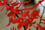 Carica l'immagine nel visualizzatore Galleria, Renanthera Azimah x Bangkok Flame