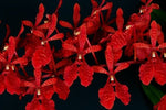 Carica l'immagine nel visualizzatore Galleria, Renanthera Kalsom x philippinensis