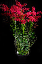 Carica l'immagine nel visualizzatore Galleria, Renanthera King Crimson (philippinensis × monachica)