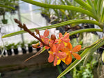 Carica l'immagine nel visualizzatore Galleria, Renanthera monachica x Ascocentrum curvifolium