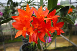 Carica l'immagine nel visualizzatore Galleria, Rhyncattleanthe Shinfong Dawn 'Orange'