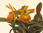 Carica l'immagine nel visualizzatore Galleria, Rhyncattleanthe Young-Min Orange x Epidendrum porpax