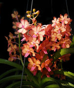 Carica l'immagine nel visualizzatore Galleria, Rhynchocentrum Sagarik (Ascocentrum curvifolium x Rhynchostylis coelestis