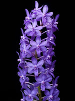 Carica l'immagine nel visualizzatore Galleria, Rhyncodenia Magic Wand Blue