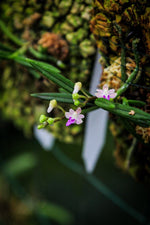 Carica l'immagine nel visualizzatore Galleria, Rhynchogyna fallax