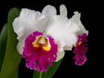 Carica l'immagine nel visualizzatore Galleria, Rhyncholaeliocattleya Ann Joi
