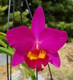Carica l'immagine nel visualizzatore Galleria, Rhyncholaeliocattleya Hsinying Dream 'Violet Queen'(C. Love Castle x Rlc. Birthday Dream)