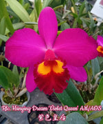 Carica l'immagine nel visualizzatore Galleria, Rhyncholaeliocattleya Hsinying Dream 'Violet Queen'(C. Love Castle x Rlc. Birthday Dream)