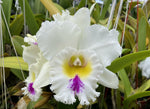 Carica l'immagine nel visualizzatore Galleria, Rhyncholaeliocattleya Liou Hope 'Red in Snow'