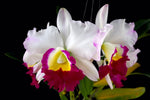 Carica l'immagine nel visualizzatore Galleria, Rhyncholaeliocattleya Memoria Anna Balmores (C. Mem. Robert Strait × Rlc. Good News)