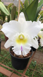 Carica l'immagine nel visualizzatore Galleria, Rhyncholaeliocattleya Pastoral 'Innocence' AM/AOS (C. Mademoiselle Louise Pauwels × Rlc. Déesse)