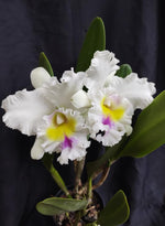 Carica l'immagine nel visualizzatore Galleria, Rhyncholaeliocattleya Pastoral 'Innocence' AM/AOS (C. Mademoiselle Louise Pauwels × Rlc. Déesse)