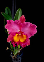 Carica l'immagine nel visualizzatore Galleria, Rhyncholaeliocattleya Phet Wangnamkeaw