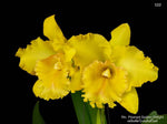 Carica l'immagine nel visualizzatore Galleria, Rhyncholaeliocattleya Ploenpit Golden Delight