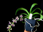 Carica l'immagine nel visualizzatore Galleria, Rhynchonopsis Dragon Charmy (Phal. japonica x Rhy. gigantea)