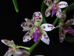 Carica l'immagine nel visualizzatore Galleria, Rhynchonopsis Dragon Charmy (Phal. japonica x Rhy. gigantea)